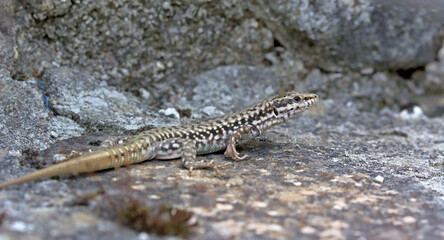 Erhard's Wall Lizard (Podarcis erhardii riveti) on the Grammos Mountain, northwestern Greece