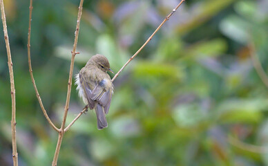 Common Chiffchaff (Phylloscopus collybita), Greece
