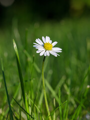 Gänseblümchen