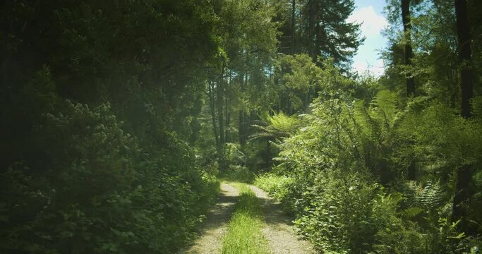 road in forest, Otway National Park, Australia