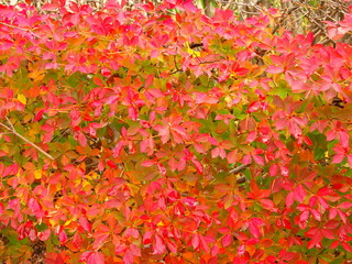 朝の公園の紅葉のドウダンツツジ