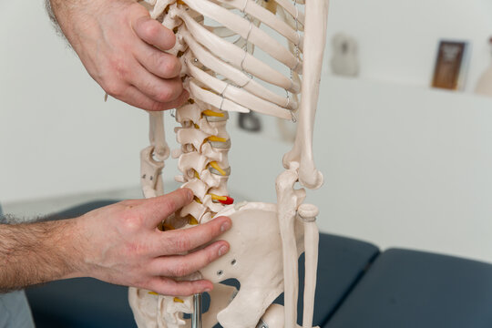 Doctor man pointing on spine of human skeleton anatomical model. Physiotherapist explaining joints model. Chiropractor or osteopath points to the skeleton of human body. Bones anatomy close up.