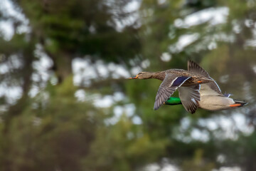 ducks in flight