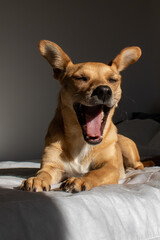 Funny mixed-breed dog yawning with mouth wide open after waking up in a comfortable bed illuminated by the morning sun in a dark room