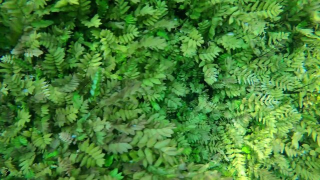 High angle underwater HD footage of seabed with stones, plants and sunlight.