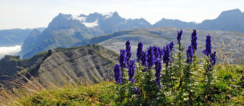 Blauer Eisenhut auf dem Druesberg mit Gl&auml;rnisch