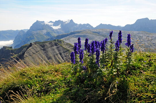 Blauer Eisenhut auf dem Druesberg mit Gl&auml;rnisch