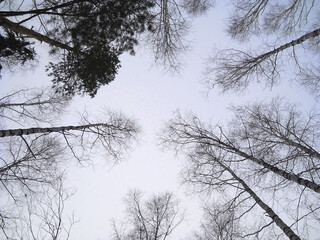 Trees in winter.  Winter in the forest. Blue sky. Birch trees in the forest.