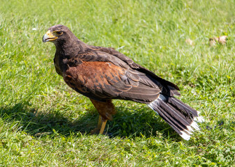 Harris's hawk (Parabuteo unicinctus), formerly known as the bay-winged hawk, stands in a grass