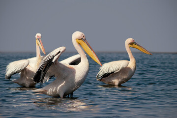 Wild animals in nature. Group of Great White Pelicans in the water