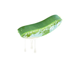 Aloe vera plant wth aloe gel dripping isolated on white background.