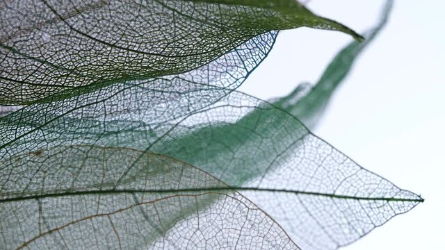 Background from skeleton leafs, close up.