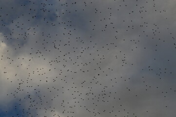 Aves en cielo nublado de ciudad