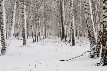 Fototapeta premium Winter landscape. The birch grove is covered with freshly fallen white snow.