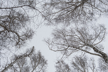 Black bare birch branches against a gray winter sky.