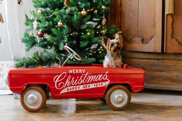 A cute Yorkshire terrier is sitting in a red toy car against the background of a Christmas tree....