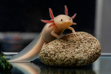 A cute axolotl poses on a stone - Powered by Adobe