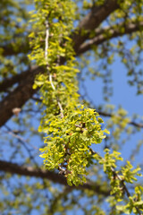 Ginkgo leaves