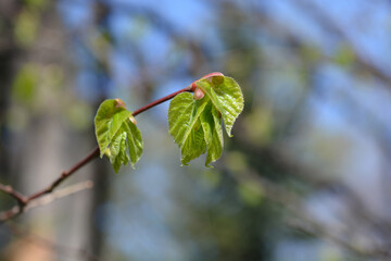 Hybrid lime