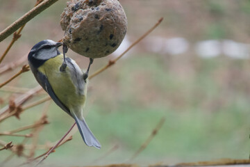The blue tit came to eat in the winter - Cyanistes caeruleus