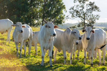 white Nelore cattle in the pasture