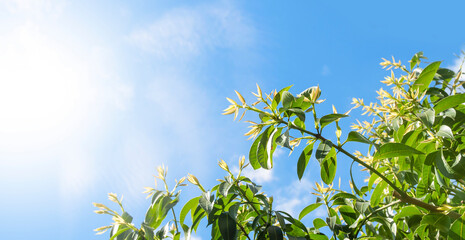 Spring blooming in blue sky