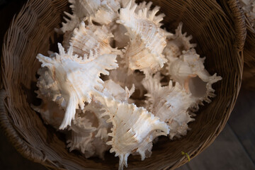 Dried Conch shell for handicraft and home decoration.