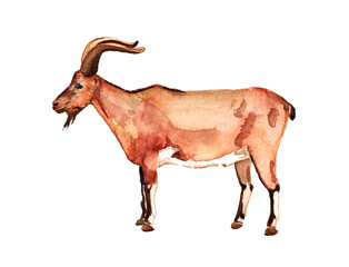 Watercolor wild goat - obrazy, fototapety, plakaty