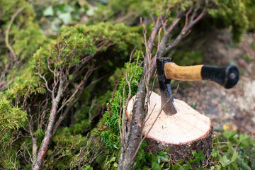 Axt im Wald, Baumfällung, Beil, Querschnitt