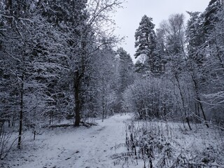 Black and white forest landscape in snowy winter day