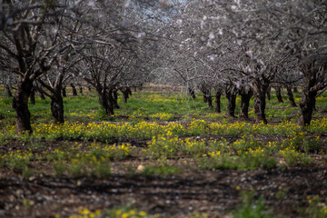 Fototapeta premium almond trees blooming