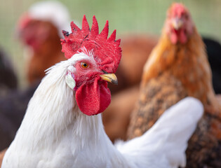 Portrait of a white rooster