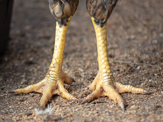 Rooster paws on the ground at the farm.