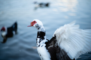 Goose in lake spreading wings