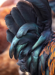 Black feathers on the tail of a rooster.