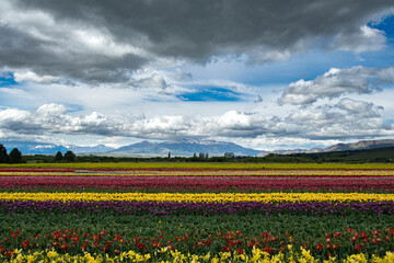 field of tulips