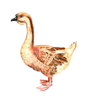 Watercolor realistic goose