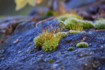 blooming Moss at the blue Hour