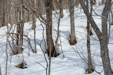 春を告げる森林の根開け根開け
