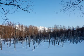Foto auf Leinwand 冬の夕暮れの青い池　美瑛町  © kinpouge