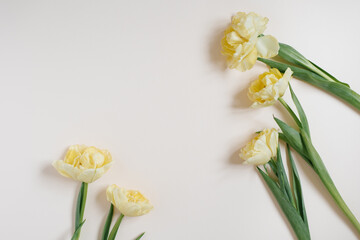 Spring composition. yellow flowers tulips light background. Flat lay, top view, copy space