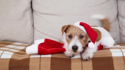 Cute happy christmas pet dog puppy wearing santa hat and wagging tail on the sofa - Powered by Adobe