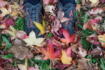 Fallen leaves with autumnal coloring