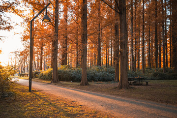 水元公園　メタセコイアの並木　木漏れ日