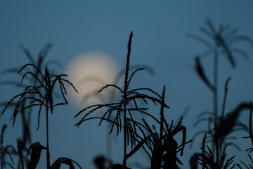 the moon among the corn plants at dusk