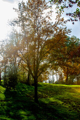 Fototapeta premium contraluz de un bosque en otoño al atardecer