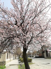ピンクの花を咲かす木