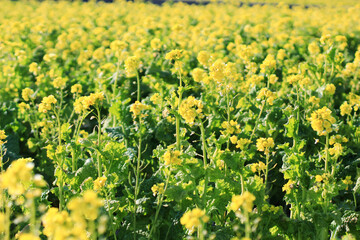 Obraz premium 画面一面に広がる菜の花畑の写真