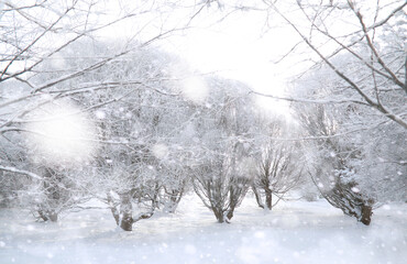 Winter Park. Landscape in snowy weather. January.