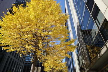 丸の内の秋